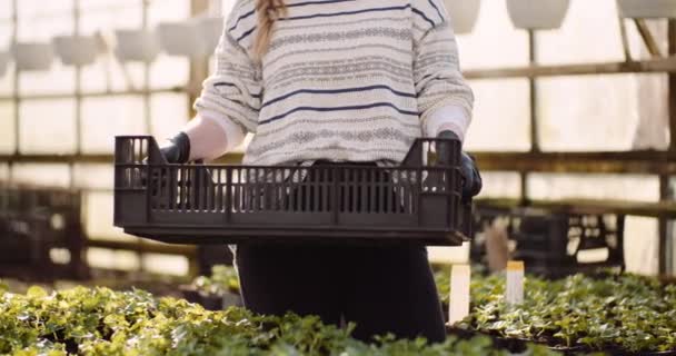 Geranium stekken in de glastuinbouw — Stockvideo