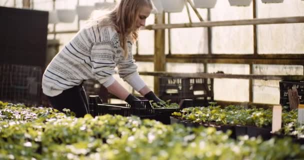 Female gardener working with seedlings in greenhouse — Stock Video