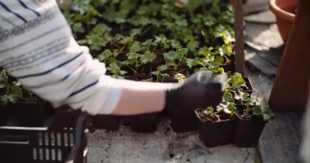 Jardineiro feminino trabalhando com flores de gerânio em estufa — Vídeo de Stock