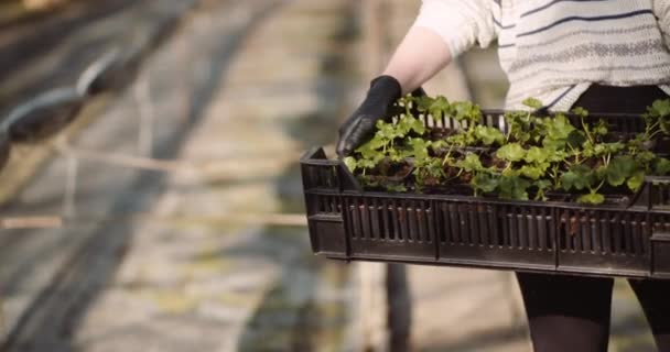 Landwirtschaft - Gärtnerin hält Kiste mit Blumensämlingen — Stockvideo