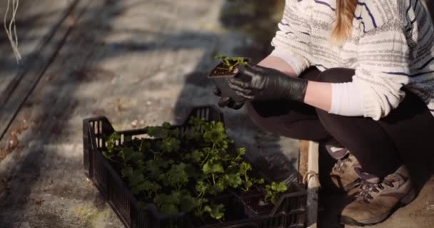 Kvindelig gartner undersøger planter på drivhus – Stock-video