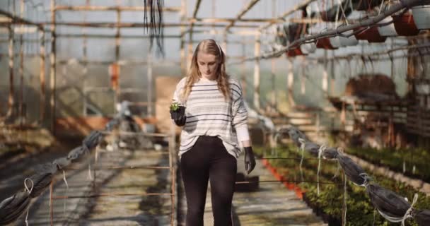 Female gardener examining plants at greenhouse — Stock Video