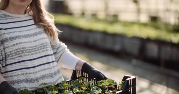 Jardinero femenino trabajando con flores de geranio en invernadero — Vídeos de Stock