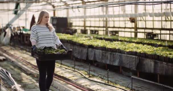 Female gardener working with geranium flowers in greenhouse — Stock Video