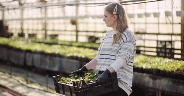 Serada sardunya çiçekleriyle çalışan kadın bahçıvan. — Stok video