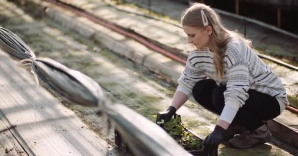 Perempuan tukang kebun bekerja dengan bunga geranium di rumah kaca — Stok Video