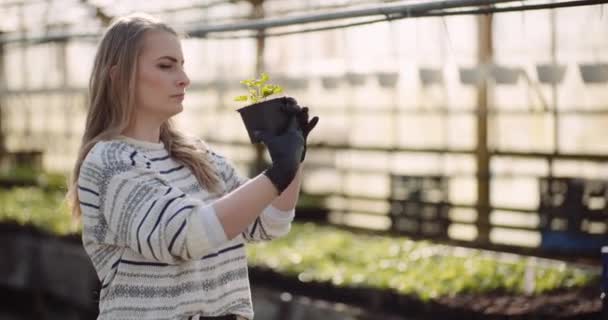 女性园艺师在温室里与天麻花打交道 — 图库视频影像