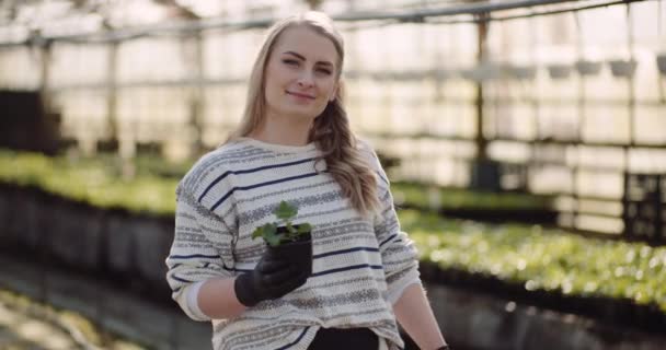 Jardineiro feminino trabalhando com flores de gerânio em estufa — Vídeo de Stock