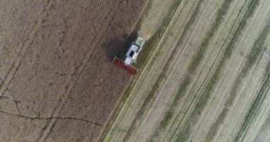 Kolza tohumu tarlasını hasat eden hasatçıyı birleştirin. Tarım, çiftçi, yağ tohumu tarlası.