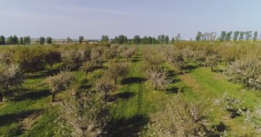 Ağustosta havadan çekilen elma bahçesi