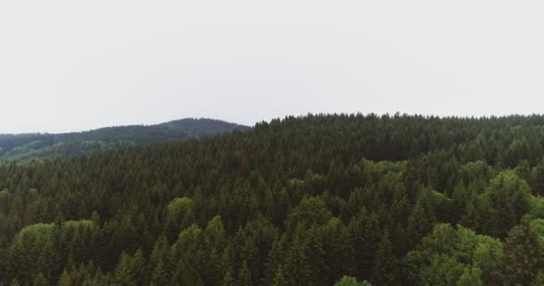 Voando sobre as belas árvores da floresta. Panorama da paisagem. — Vídeo de Stock