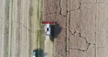 Kolza tohumu tarlasını hasat eden hasatçıyı birleştirin. Tarım, çiftçi, yağ tohumu tarlası.