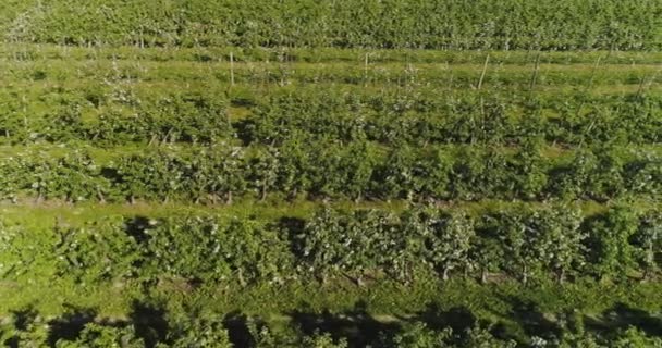 Huerto de manzanas en agosto sesión aérea — Vídeos de Stock