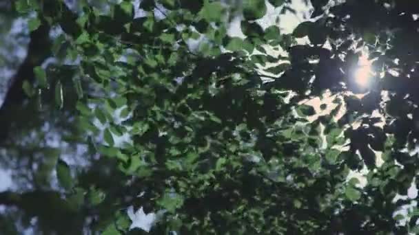 Světlo prosvištělo listím stromů — Stock video
