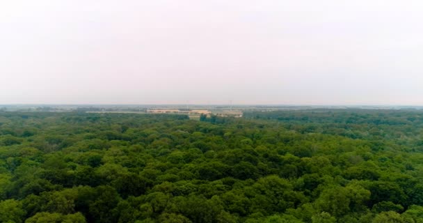 Orman doğa manzarasının hava görüntüsü. — Stok video