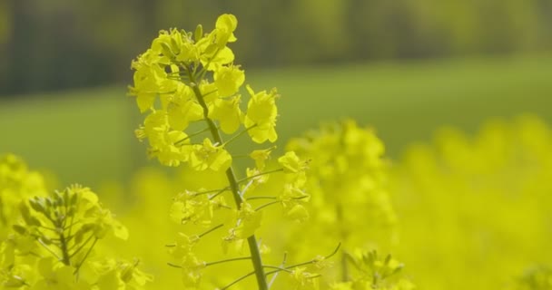 生物燃料生产-油菜田闭合视图 — 图库视频影像