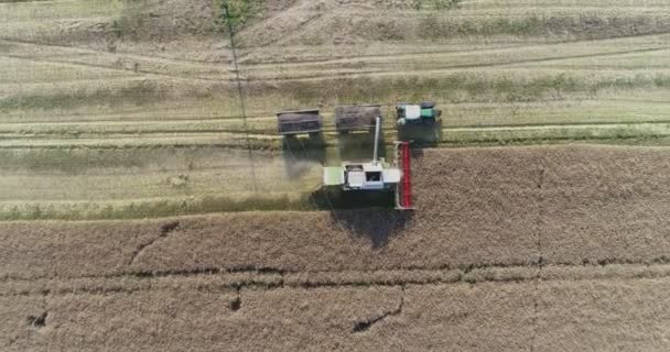 Maschinen ernten Getreide auf dem Feld — Stockvideo