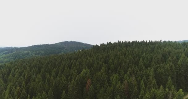 Fotografia aérea de florestas paisagem natureza florestal — Vídeo de Stock