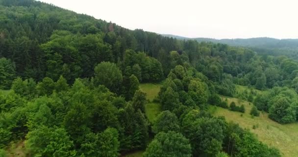 Voando sobre as belas árvores da floresta. Panorama da paisagem. — Vídeo de Stock