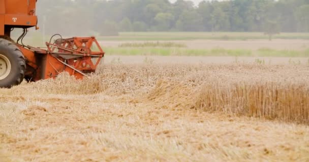 Buğday tarlası hasat eden hasatçıyı birleştirin. — Stok video