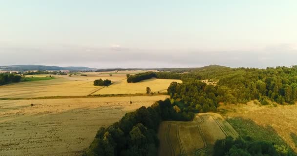 Vista aerea alba, tramonto sulla foresta — Video Stock