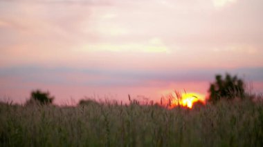 Gün batımına karşı buğday