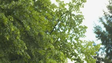 Güzel orman ağaçlarının üzerinde uçuyor. Peyzaj Panoraması.