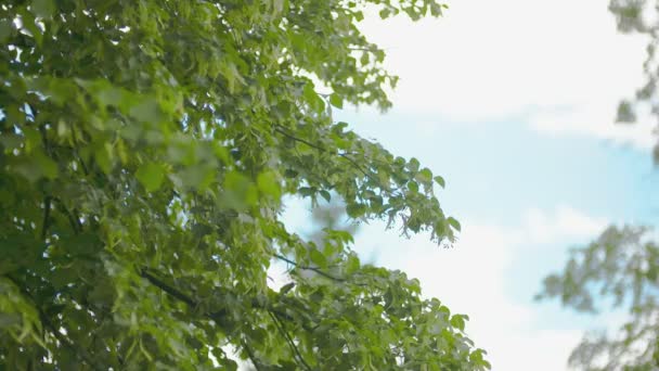 Flyger över de vackra skogsträden. Landskap panorama. — Stockvideo