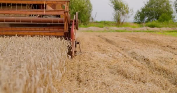 Combinați recoltatorul care lucrează în domeniul agricol — Videoclip de stoc