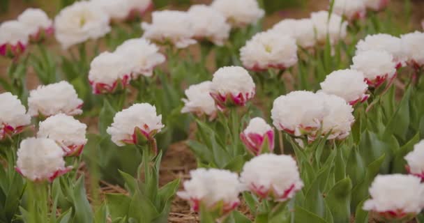 Желтые тюльпаны на цветочной плантации — стоковое видео