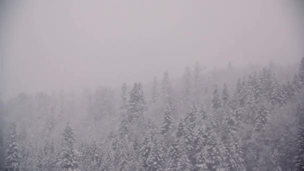 Copos de nieve contra árboles cubiertos de nieve en las montañas — Vídeo de stock
