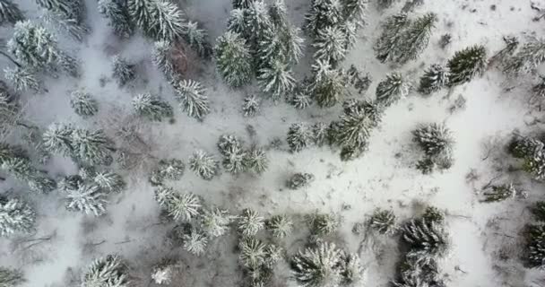 Luftaufnahme des schneebedeckten Waldes in den Bergen — Stockvideo