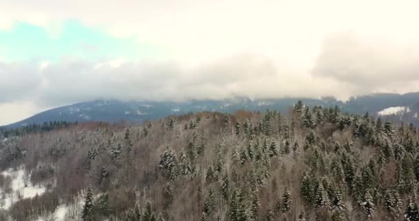 Veduta aerea della foresta coperta di neve in montagna — Video Stock