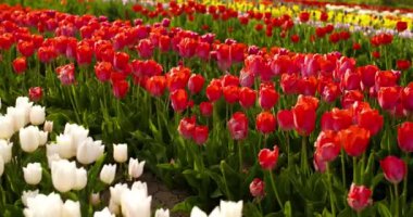 Tarımsal tarla Hollanda 'da laleler