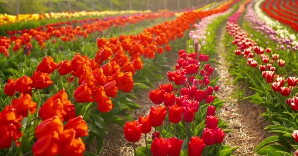 Tulpaner på agruiculture fält holland — Stockvideo