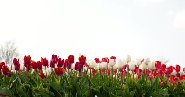 Tulipány na zemědělském poli Holandsko — Stock video
