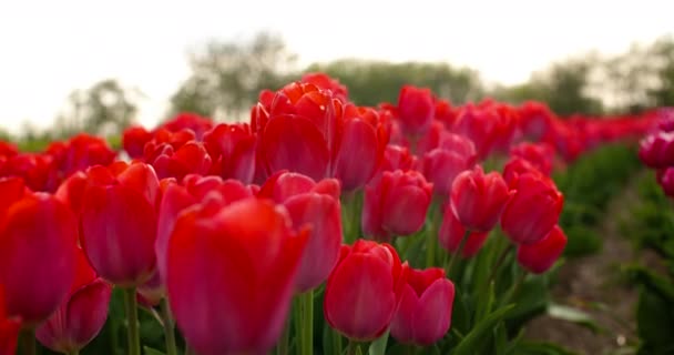 Tulpen op holland van het agroteeltveld — Stockvideo