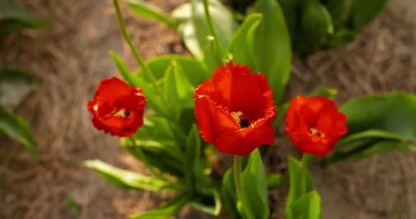 Tulips on agruiculture field holland — Stock Video