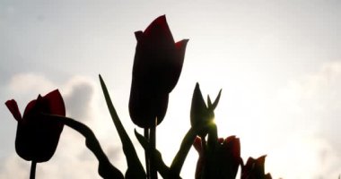 Tarımsal tarla Hollanda 'da laleler