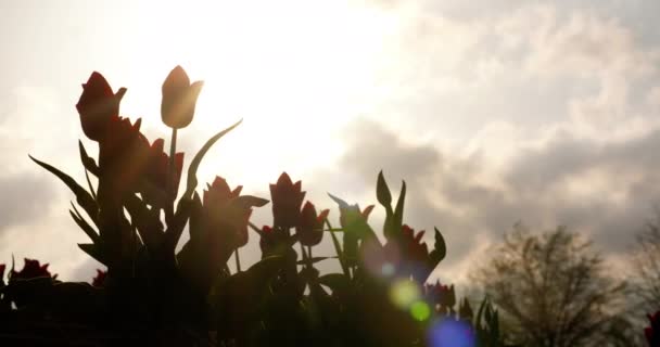 Tulpen op holland van het agroteeltveld — Stockvideo