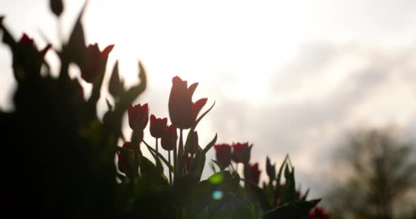 Tulpen op holland van het agroteeltveld — Stockvideo