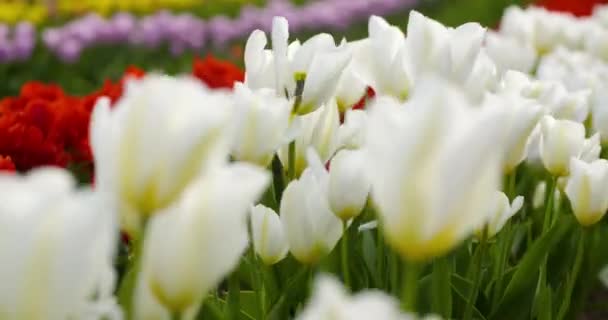 Tulpen op holland van het agroteeltveld — Stockvideo