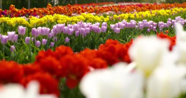 Tulpen op holland van het agroteeltveld — Stockvideo
