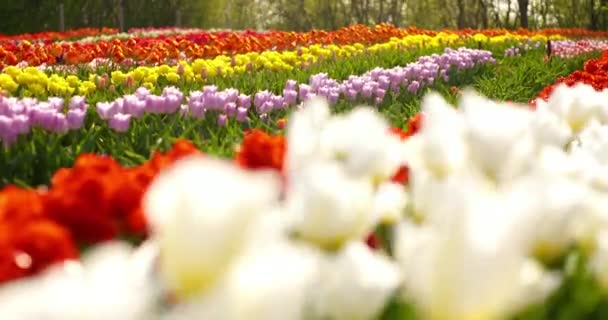 Tulpaner på agruiculture fält holland — Stockvideo
