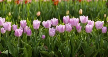 Tarımsal tarla Hollanda 'da laleler