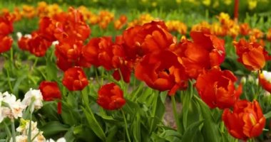 Tarımsal tarla Hollanda 'da laleler