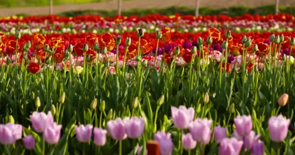 Tulipánok a hollandiai agrár-mezőn — Stock videók