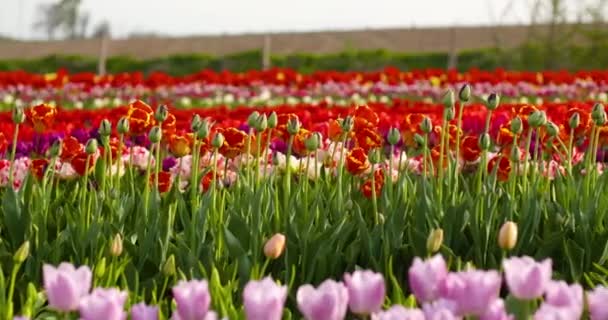 Тюльпаны на сельскохозяйственных полях Голландии — стоковое видео