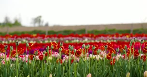 Тюльпаны на сельскохозяйственных полях Голландии — стоковое видео
