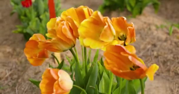 Tulipánok a hollandiai agrár-mezőn — Stock videók